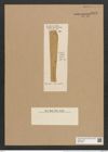 Licmophora longissima (Lend.-Fortm.) De-Toni (de-Toni-Nr.: Genus 86, Species 2960) Zeichnungen Sammlung Grunow Nr. 6002 (NHMW-BOT-W0374493)